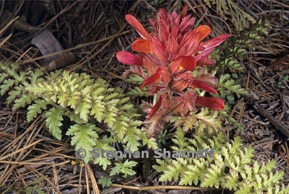 pedicularis densiflora 1 graphic